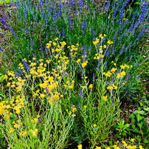 ハハコグサ,ハハコグサ,花のある暮らし,緑のある暮らし,植物のある暮らしの画像