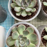 エケベリア,多肉植物の画像