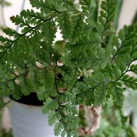 トキワシノブ,シノブ,シダ植物,モケモケの画像