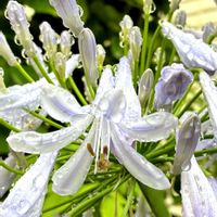 ガーデニング,可愛いお花♡,癒されて❤️,なんて素敵なお花✨,小さな庭の画像