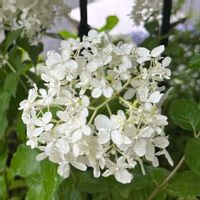 紫陽花 アジサイ あじさい,花のある暮らし,ハイドランジアプチチェリー,玄関内側の画像