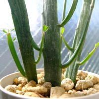 ユーフォルビア  ヘラサンゴ,ユーフォルビア キシロフィロイデス,観葉植物,ユーフォルビア,植物のある暮らしの画像