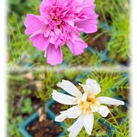 コスモスダブルクリック,ガーデニング,花のある暮らし,ナチュラルスタイル,おうち園芸の画像