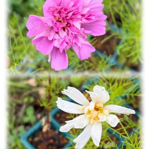 コスモスダブルクリック,ガーデニング,花のある暮らし,ナチュラルスタイル,おうち園芸の画像