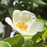 アガパンサス,ユリ,オリヅルラン,ナツツバキ,可愛いの画像