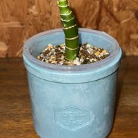 ディフェンバキア,ディフェンバキア ティキ,観葉植物,ハイドロカルチャー,植え替えの画像
