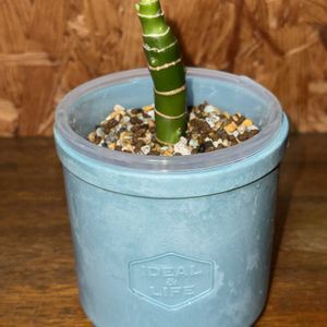 ディフェンバキア,ディフェンバキア ティキ,観葉植物,ハイドロカルチャー,植え替えの画像