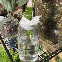 ディフェンバキア,ディフェンバキア ティキ,観葉植物,水挿し,サトイモ 科の画像