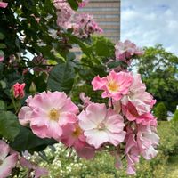 バラ,薔薇,北海道,札幌,ピンクの薔薇の画像