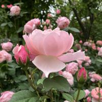 バラ、薔薇、ばら,バラ、薔薇、ばら,散歩,イングリッシュガーデン,iPhone撮影の画像
