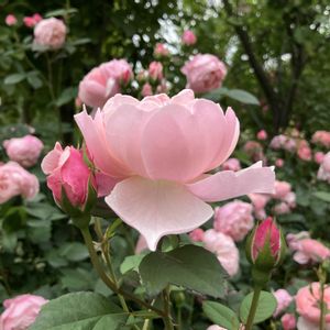 バラ、薔薇、ばら,バラ、薔薇、ばら,散歩,イングリッシュガーデン,iPhone撮影の画像