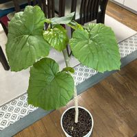 ウンベラータ,観葉植物,新芽,強剪定の画像