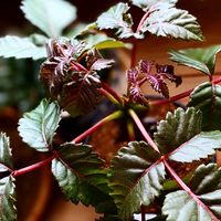 ボタニカルライフ,童心に還る時間,唯一無二の存在感,珍奇植物マニアに刺さる子,カンラン科ベイセリア属メキシカ-ナの画像