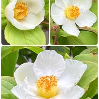 ホリホック（タチアオイ）,ナツツバキ,ナツツバキ,ネジバナ(モジズリ),木立性 ベゴニアの画像