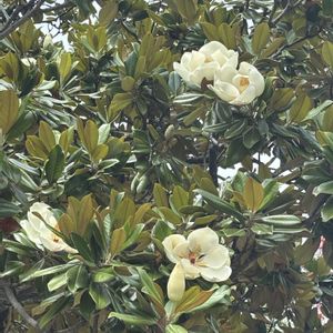 タイサンボク,タイサンボク,木が好き♡,戸田川緑地公園,しろい花の画像
