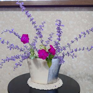 ロシアンセージ,,ハツユキカヅラ,ヒトリムスメ,庭の花の画像