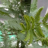 ミモザ,雨粒,レモンの木,お家園芸,乙女色クラブの画像