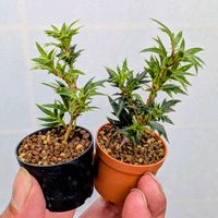 燕尾柊,盆栽,ミニ盆栽,盆栽苗木,まめ盆栽の画像