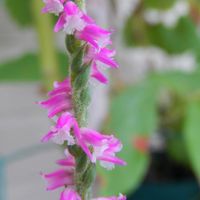 ネジバナ,Spiranthes sinensis var.amoena,鉢植え,花のある暮らし,植物のある暮らしの画像