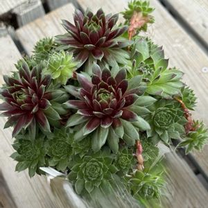 センペルビウム　ヒッデ,センペルビウム属,神奈川タニラー,ヒッデ,センペル寄植えの画像