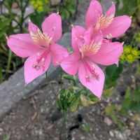 アルストロメリア,シレネ,ピンクのお花,北海道の庭,戸外越冬の画像