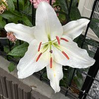 鉢植え,花壇,ガーデニング,自宅,2026スタートの画像