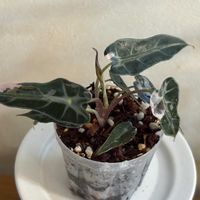 アロカシア,アロカシア・バンビーノ,花のある暮らし,観葉植物のある暮らし,花友募集中✨の画像