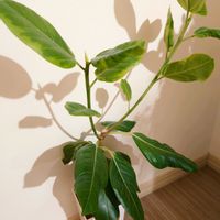 フィカス・アルテシマ,観葉植物,鉢植え,成長記録,記録用の画像