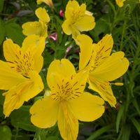 アルストロメリア,ヒペリカム,黄色の花,北海道の庭,戸外越冬の画像