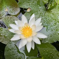 スイレン,マイガーデン,水中植物,綺麗✨,チーム岐阜の画像