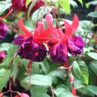 フクシア,小さな花,可愛い❤,お花を楽しむ,カメラ女子の画像