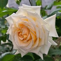 バラ,感謝,花のある暮らし,いつまでも,き　れ　い❤の画像