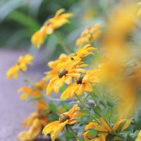 ルドベキア,可愛い,お散歩,癒し,花のある暮らしの画像