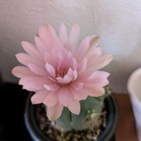 サボテン,ピンクのサボテンのはなの画像