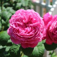 バラ,ローズガーデン,お花を楽しむ,お写んぽ,カメラ女子の画像