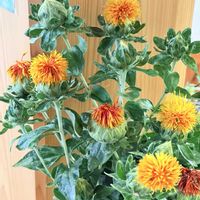 ベニバナ,初夏の花,花のある暮らし,切り花を楽しむ,産直の花の画像