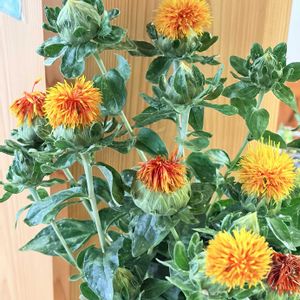 ベニバナ,初夏の花,花のある暮らし,切り花を楽しむ,産直の花の画像