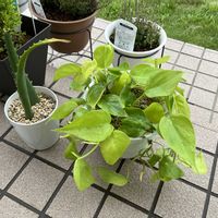 フィロデンドロン,観葉植物,植替えの画像