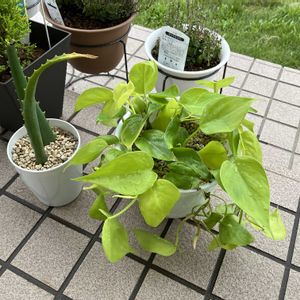 フィロデンドロン,観葉植物,植替えの画像