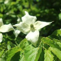 ヤマボウシ,花木,白い花,お花を楽しむ,お写んぽの画像