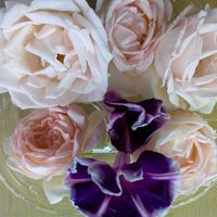 朝顔,バラ 薫乃,ピンク,ばら バラ 薔薇,ベランダの画像