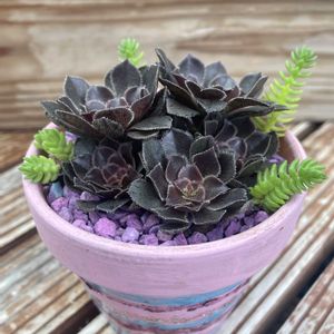 黒法師,寄せ植え,多肉植物,多肉寄せ植え,みんな最高の画像