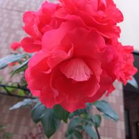 散歩,薔薇♪,GSに感謝。,一期一会のお花♡,チームGS♡の画像
