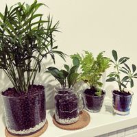 シェフレラ,テーブルヤシの画像