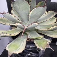 オブツーサ,十二の巻,吉祥冠錦,鷹の爪,多肉植物の画像