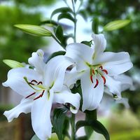 カサブランカ,ユリ,オリエンタルリリー,コンカドール,ロビナの画像