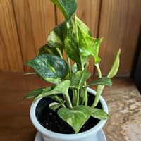 ポトス,ゴールデンポトス,観葉植物,キッチン,和室の画像