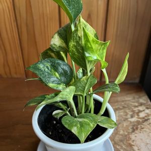 ポトス,ゴールデンポトス,観葉植物,キッチン,和室の画像