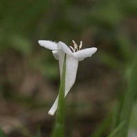 アベリア,樹木の画像