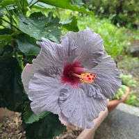 ハイビスカス,ハイビスカス  デニムブルー,沖縄,開花中の画像